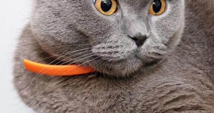 蘇格蘭摺耳貓有淚痕怎麼辦?喫什麼貓糧比較好?