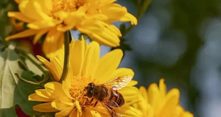 重陽菊花正盛開，這些養生功效不能錯過