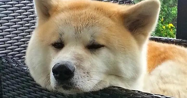 秋田犬骨骼脆弱喫什麼狗糧？喫什麼牌子的狗糧好？