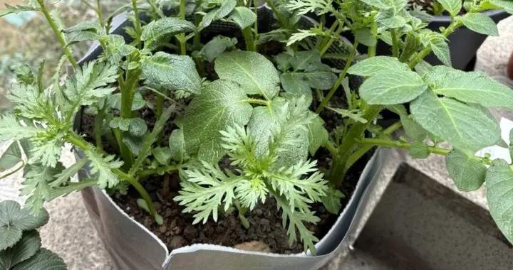 萬萬沒想到：外賣保溫袋竟然成了過冬的好幫手，千萬可別扔了！