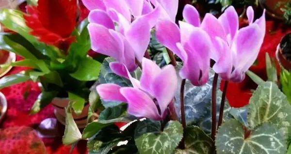 這3種花特堅強，溫度越低越愛長，冬天照樣能開花