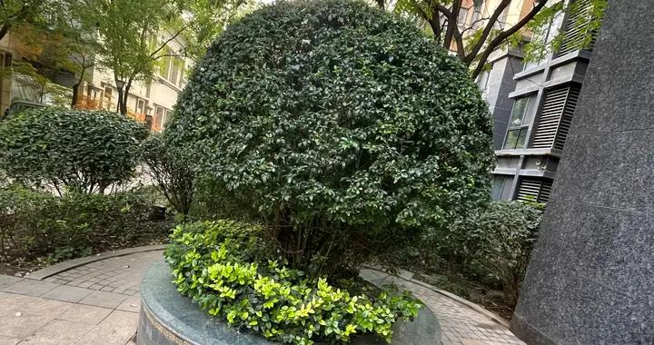 代入鄭智化視角去上了個班，我終於知道：八千萬殘障人士去哪了？