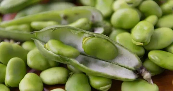 喫蠶豆可以養腎？