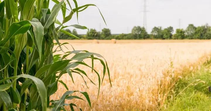 老品種作物比新品種更好？