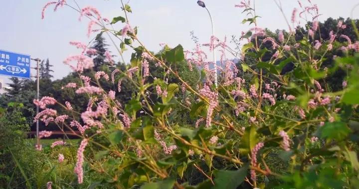 長在滬地的《詩經》植物紅蓼 丨文匯筆會