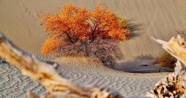 出片率100%！赴一場沙漠胡楊的金色之約