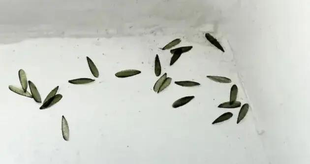 聽說很多南方人家裏快被白蟻喫空了……