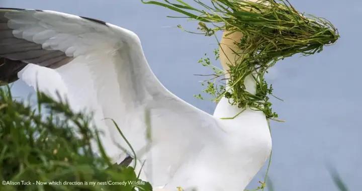 “再吵把你頭擰下來！”搞笑野生動物攝影獎，全是表情包！