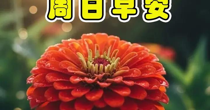 週日早安問候美圖|祝萬事皆勝意，歲月無擾，一切安好