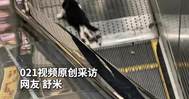 上海地鐵突發！“黑貓警長”雙腿被夾，面臨截肢！網友：警長救了警長