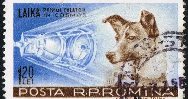 神舟二十一號“神祕乘客”曝光：這些小小“航天員”，任務不簡單