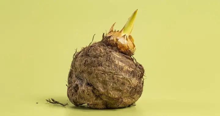 芋頭髮芽能喫嗎?區別於土豆,無毒但需處理,教你安全食用的方法