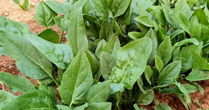 11月買菜有講究，這5種時令蔬菜，基本不打農藥，新鮮營養又便宜