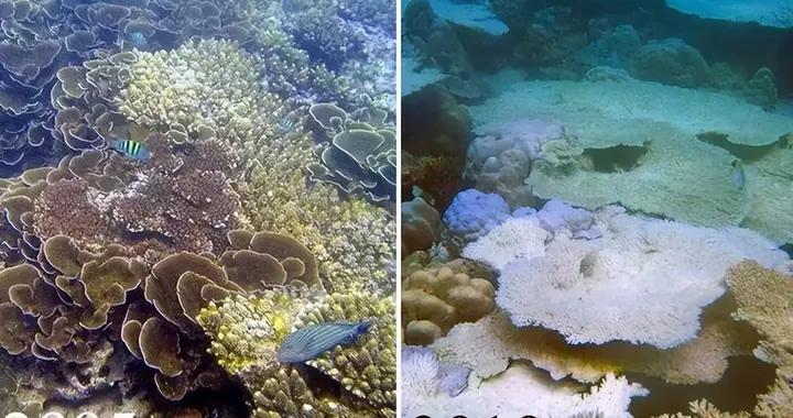 它們被稱爲“海洋的生命引擎”，但90%可能會在2050年徹底消失