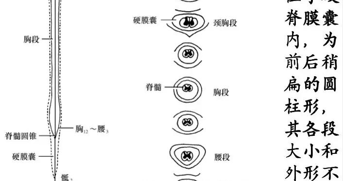 脊柱裂專欄-第45期（脊髓空洞科普）