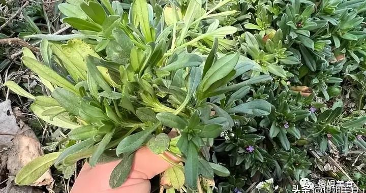 春天，別隻會喫韭菜和菠菜！這6種地頭野菜，蒸一蒸鮮得直冒香