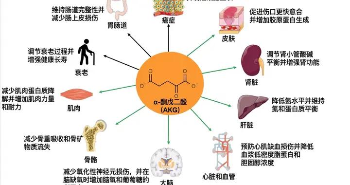 爲什麼40歲後代謝變慢？從TCA循環講起，談談如何科學補充AKG