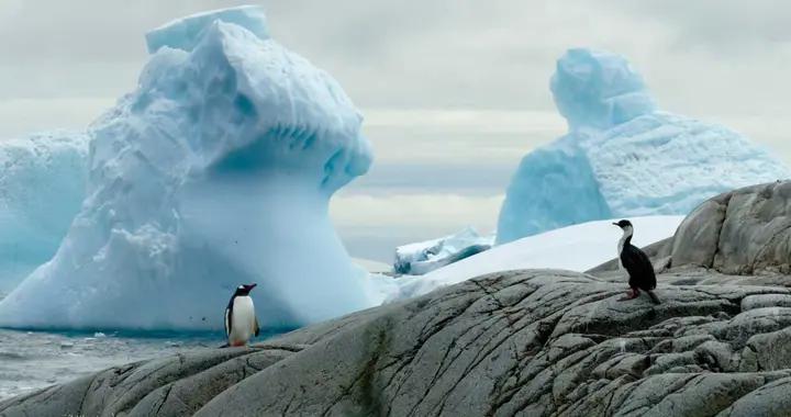 15萬一趟的南極，是“挑戰極地”還是“到此一遊”？