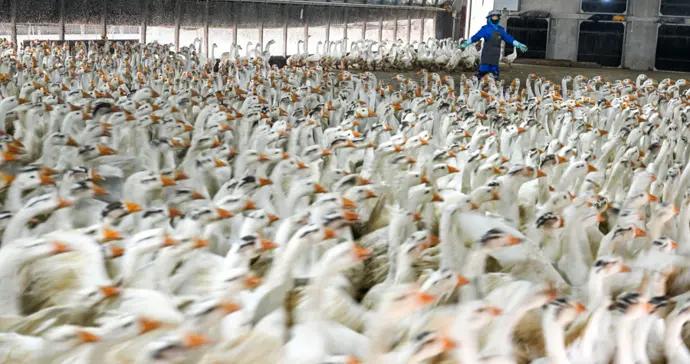 學術圓桌 | “三農”工作重心已根本性轉向服務國家現代化建設全局