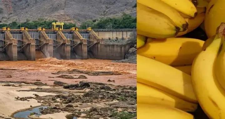 潛伏 11 年，那些被礦渣喂大的香蕉，終於開始向人類“復仇”了