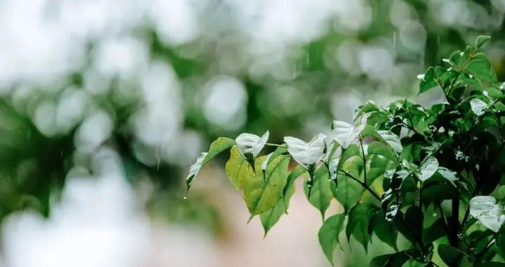 春來溼氣重，人都變 “潮” 了？一碗醒神湯，祛溼解乏，喚醒整年精氣神