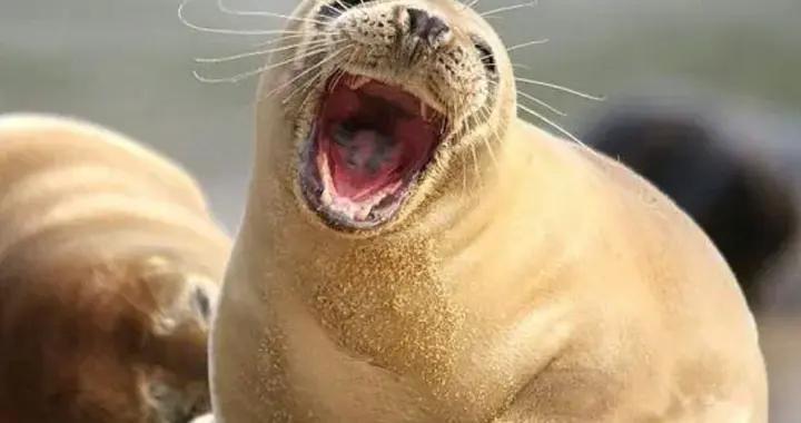 笑到肚子痛的13個笑話，個個讓人笑掉大牙，看完今天開心一整天