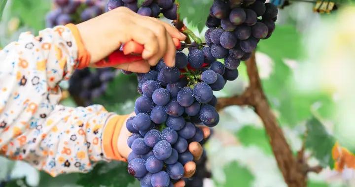 葡萄養生價值高！補充能量護血管，糖尿病患者等3類人需慎喫