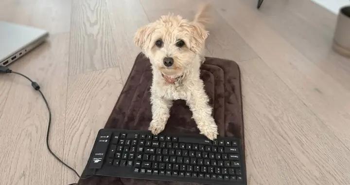 AI時代，一條狗也能做出遊戲了