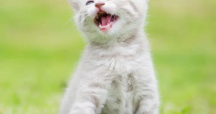 笑到肚子痛的12個最新爆笑幽默笑話，個個笑點拉滿，看一次笑一次