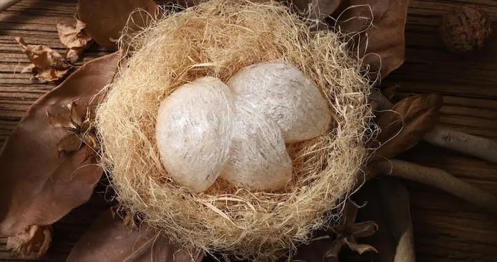 孕期喫燕窩：這些禁忌要牢記，安全滋補是關鍵