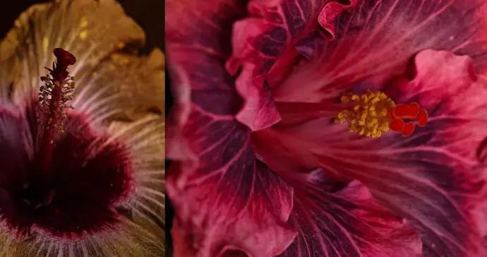 【閒情偶植】冬日看扶桑 | 談瀛洲