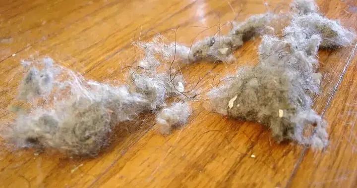 你有沒有想過，爲什麼牀底下的灰塵總是聚成“毛團”？