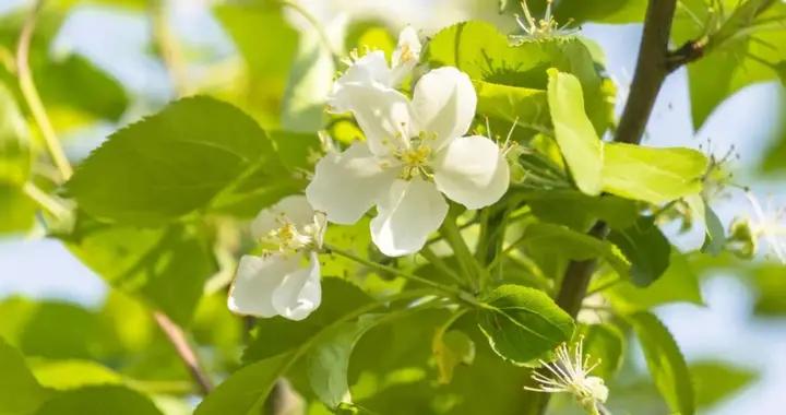 倒春寒裏如何溫陽固肺，有“四喫三不喫”