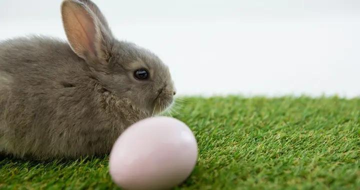健康喫兔肉，先看搭配禁忌！這些食物別一起端上桌