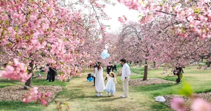 辰山植物園河津櫻盛放，800米粉色大道浪漫迎客