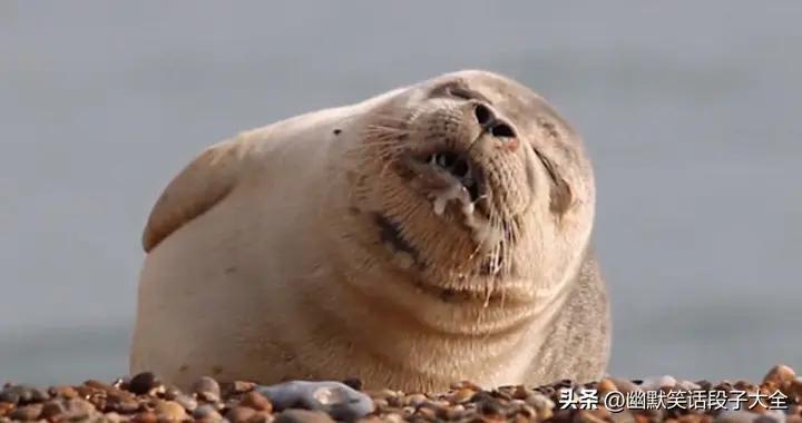 13個笑斷氣的幽默搞笑段子，笑破你的肚子，老婆笑得鼻涕泡滿天飛