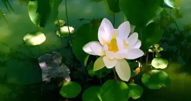 給蓮藕打孔好累，給藕帶打孔更累！