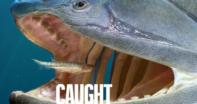 人類祖先竟是這樣一條魚！4億多年前最原始硬骨魚現身