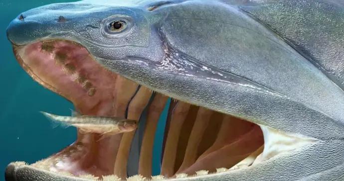 人類的祖宗竟是條魚？4億年前長這樣