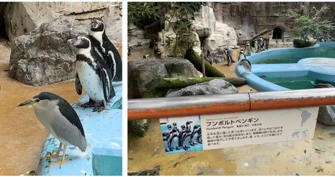 鳥中頂流夜師傅，因爲拉屎太多上了央視