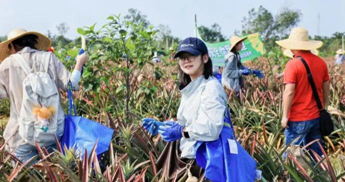 全國“水果獵人”齊聚海南儋州，採摘鳳梨共倡食品安全公益