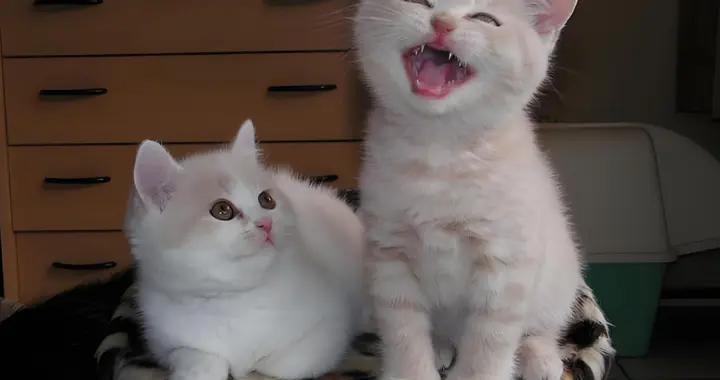 12個壓箱底的經典笑話，笑點拉滿，笑得肚子痛，發給大家解解壓