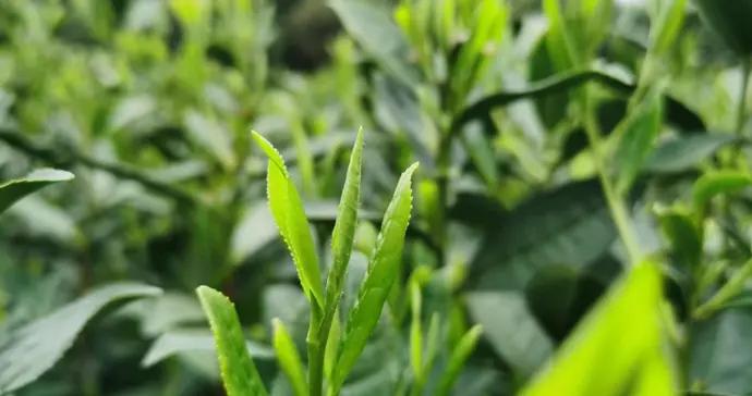 3月19日！西湖龍井正式開採 品質穩中有升