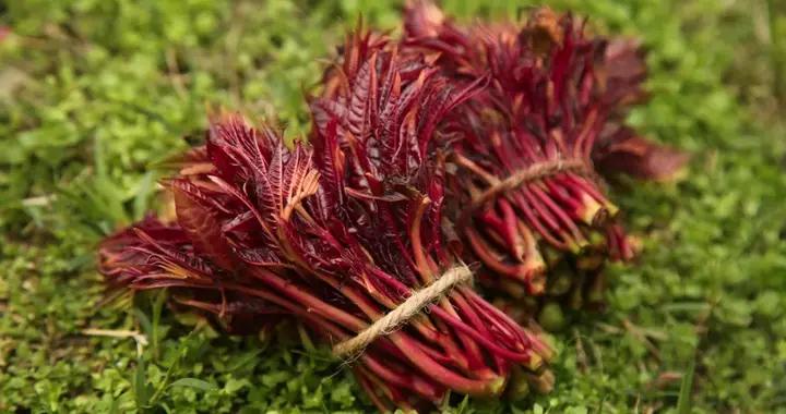 春天一定要喫的 8 種“芽”，錯過再等一年！