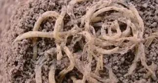 青海喇家遺址驚現四千年前小米麪條，比意大利麪早得多！