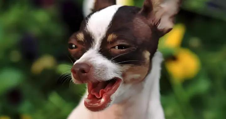 令人啼笑皆非的12個簡短笑話，笑點爆棚，讓你笑掉大牙，笑出眼淚