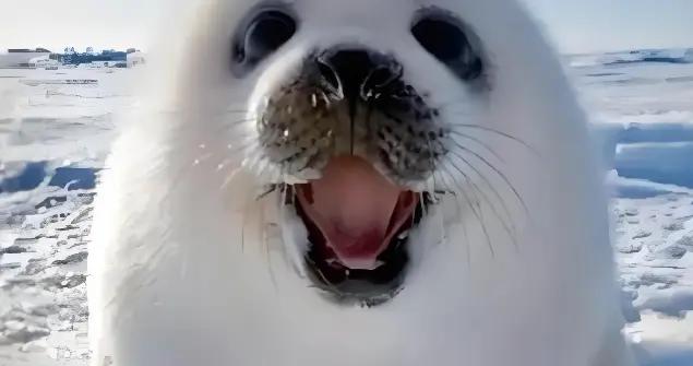 壓箱底的經典笑話，看一次笑一次，笑得肚子痛，發給大家解解壓