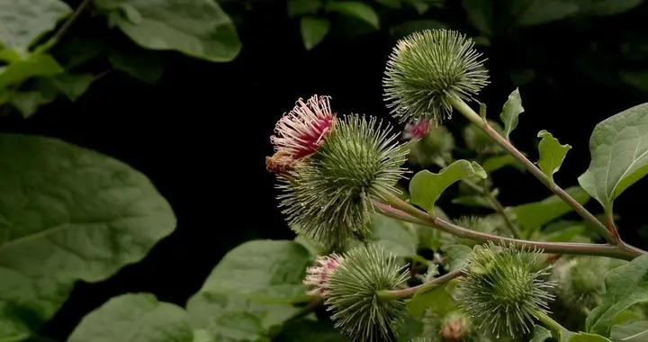 別小瞧牛蒡子！護呼吸道、促代謝還能養肌膚，用法與禁忌需瞭解