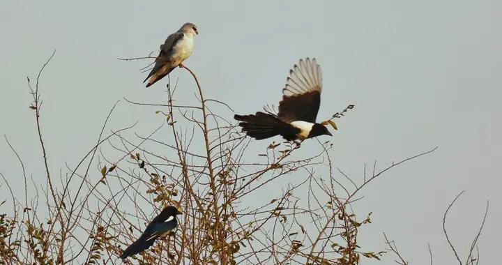 真實故事·喜鵲柳樹戰蛇護雛