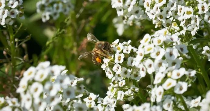 美好春天卻容易生情緒病 ?邵逸夫醫院專家揭祕背後的“隱形推手”